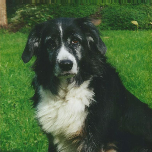 Ronja